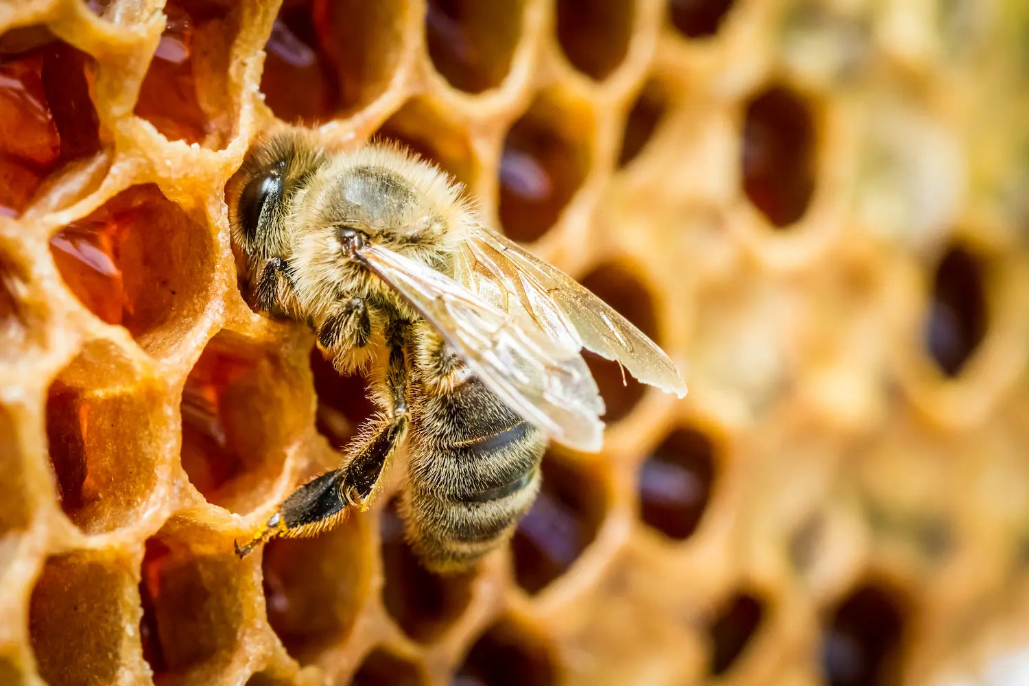 how ethical honey supports bee populations