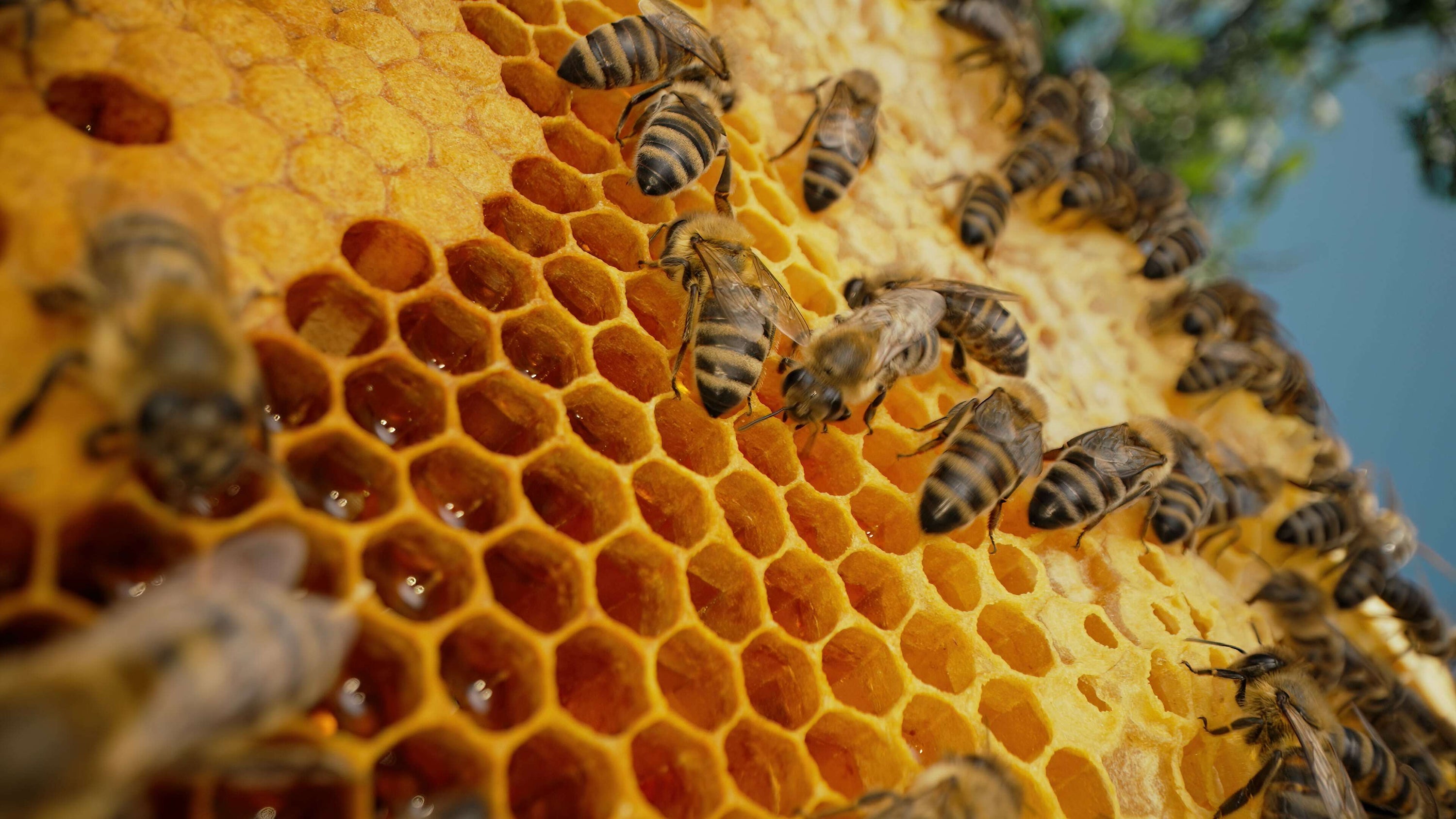 why raw US honey is better than imported honey
