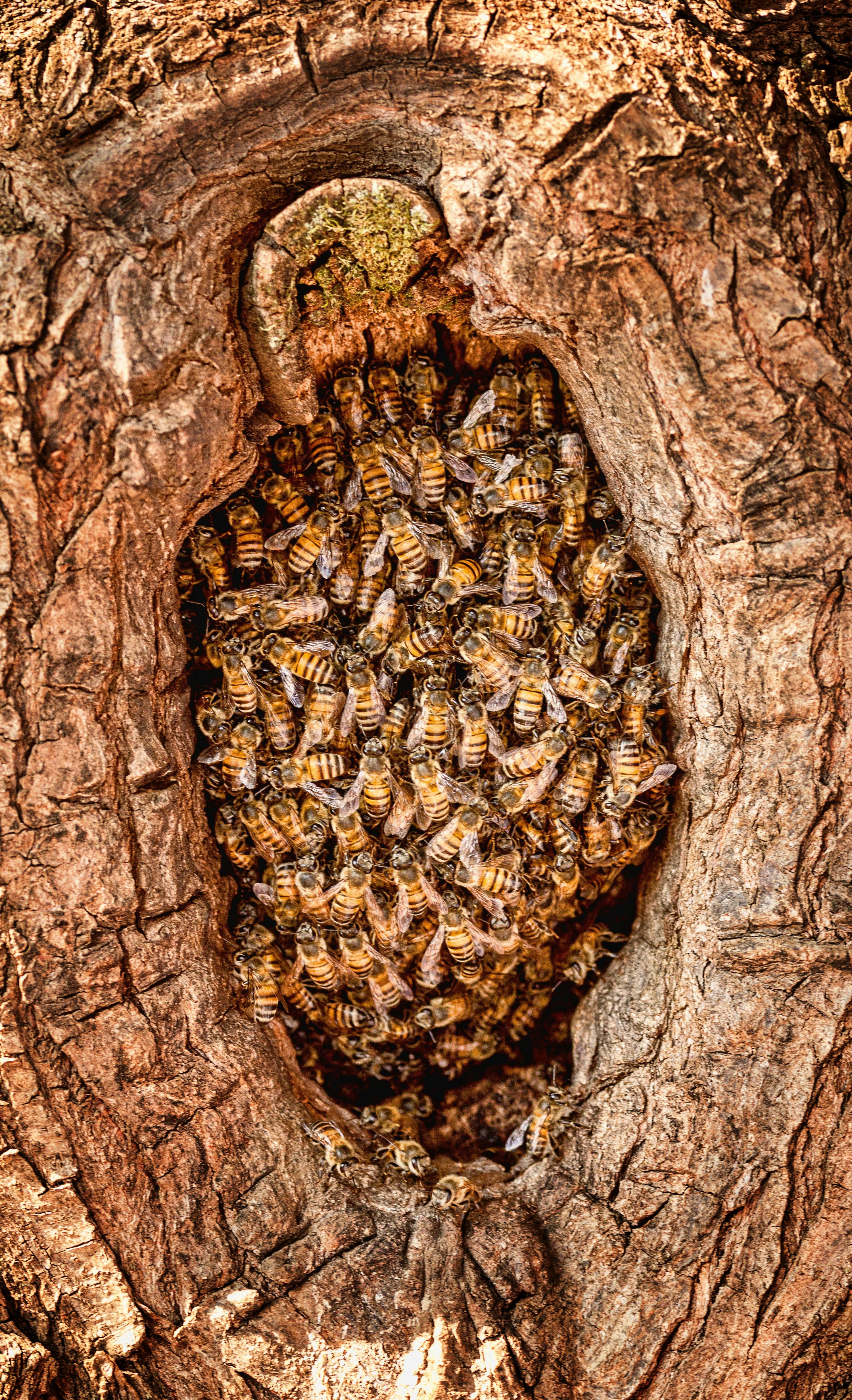honey bees vs native bees (what’s the difference?)