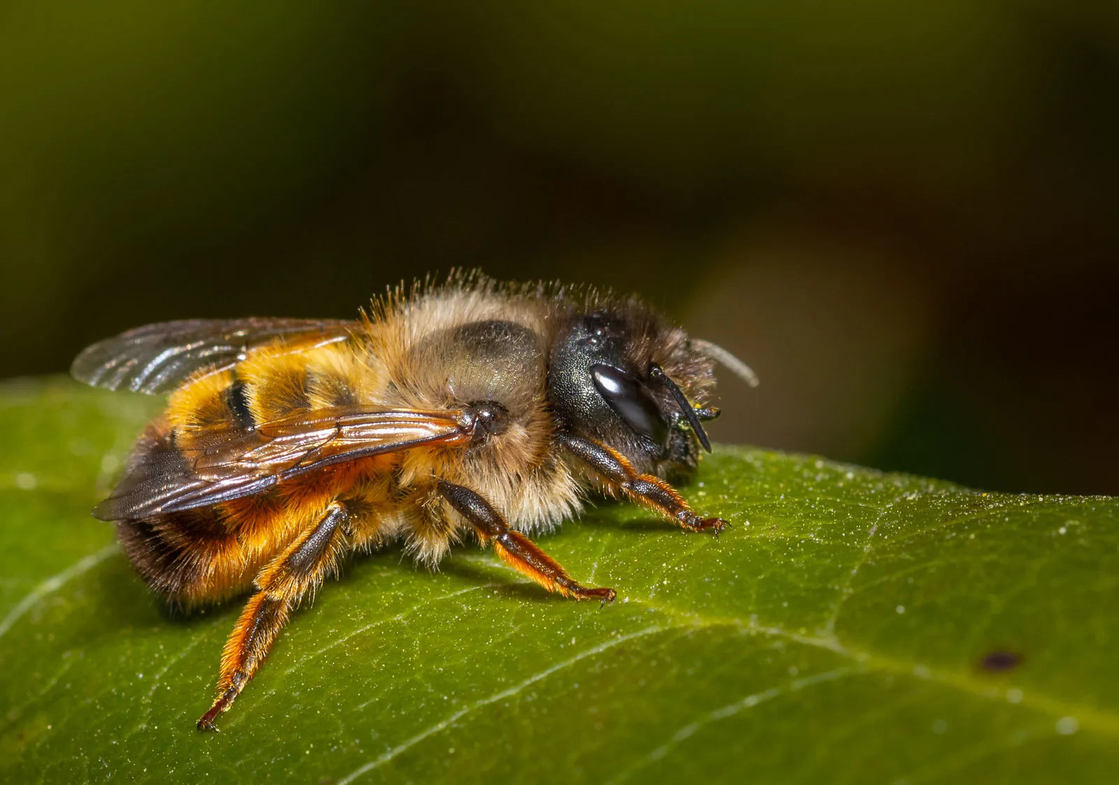 native bees of north america (beginner’s guide)